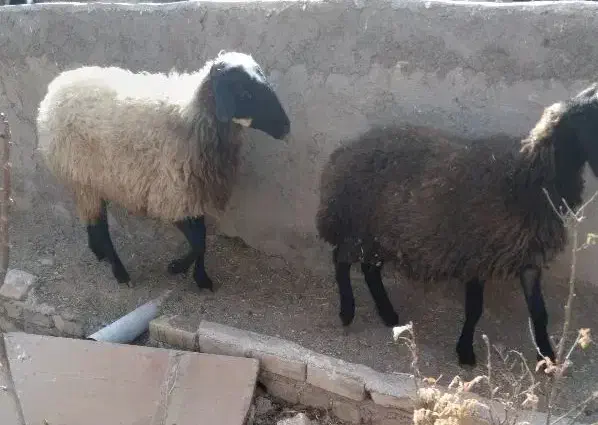 گوسفنده و بره ماده|حیوانات مزرعه|دشتابی, |دیوار