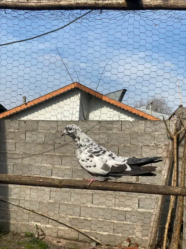 کبوتر|پرنده|رشت, حومه رشت|دیوار