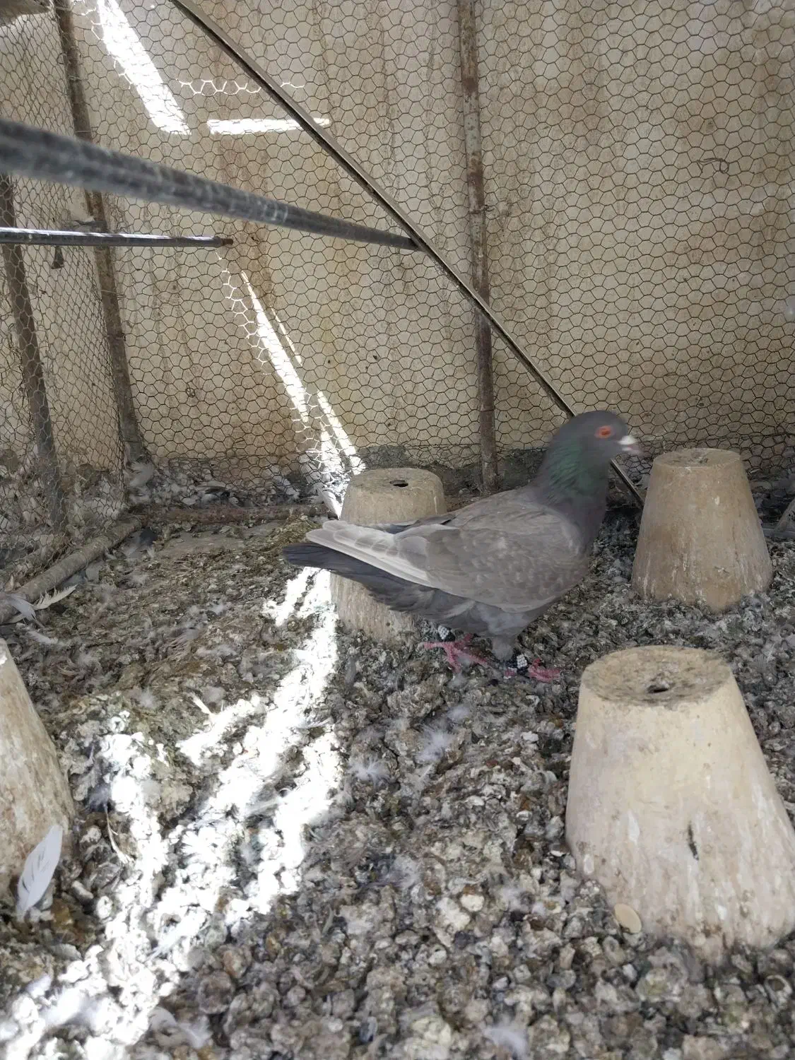 کبوتر پلاکی|پرنده|برخوار, |دیوار