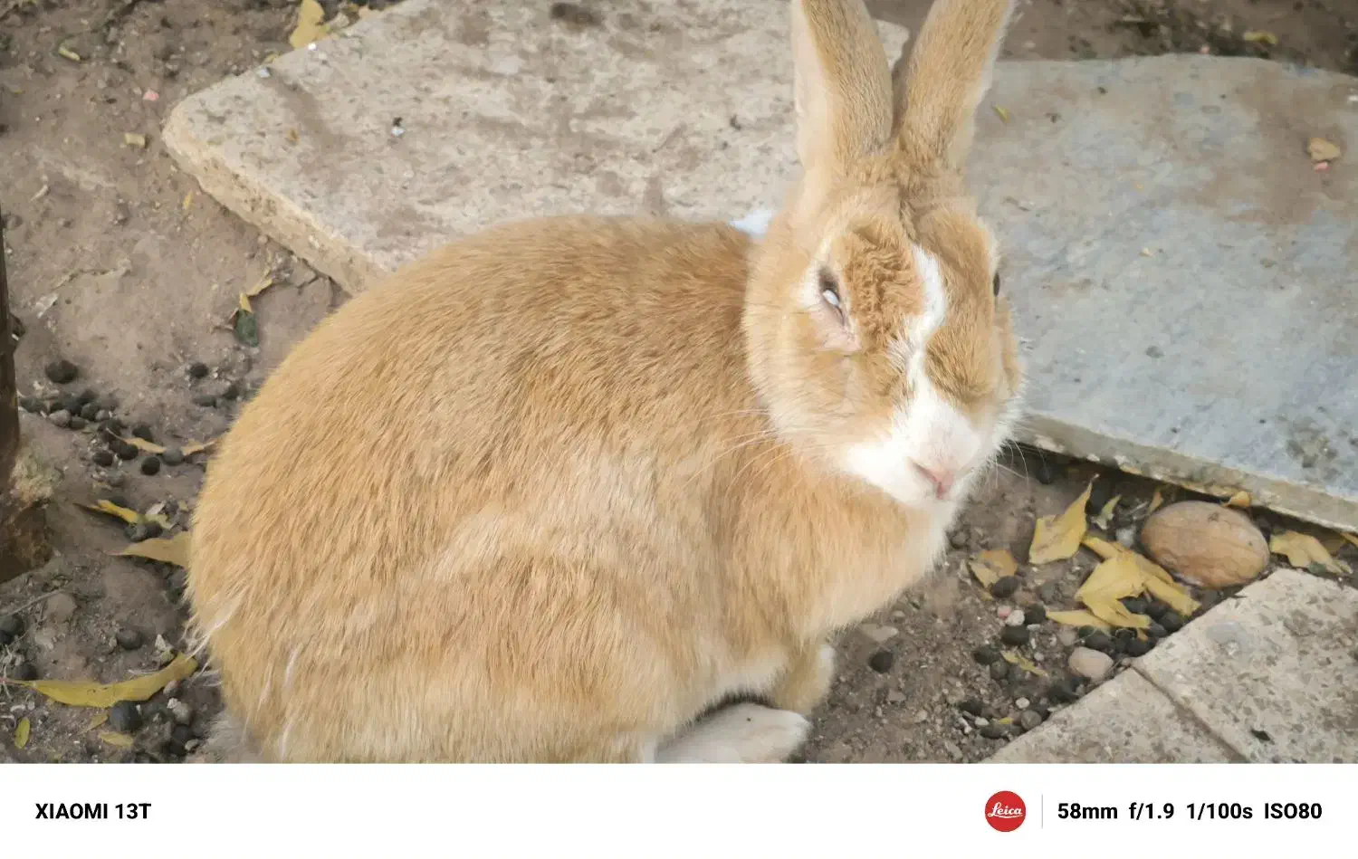 خرگوش ماده|موش و خرگوش|کرمان, |دیوار