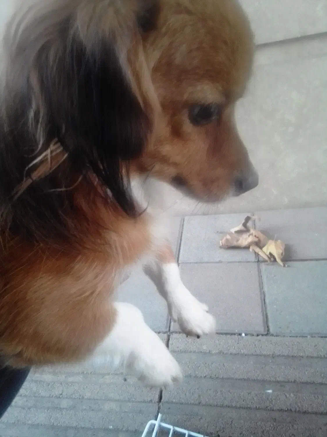 واگذاری توله ۱ ماه و مادر ۱ ساله اشپیتز|سگ|رشت, دیلمان|دیوار