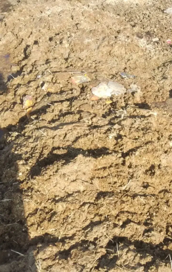 کود مرغی فروشی|خدمات باغبانی و درختکاری|مشهد, نوغان|دیوار