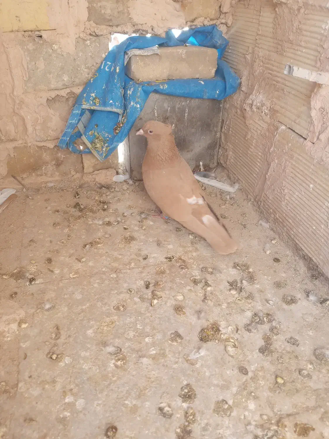 زرد کاکلی نر|پرنده|سبزوار, شهرک ابوذر|دیوار