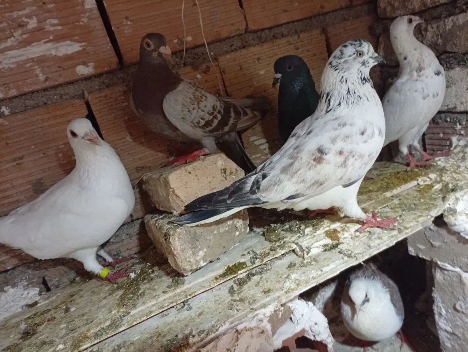 کبوترا سالم|پرنده|گرگان, |دیوار