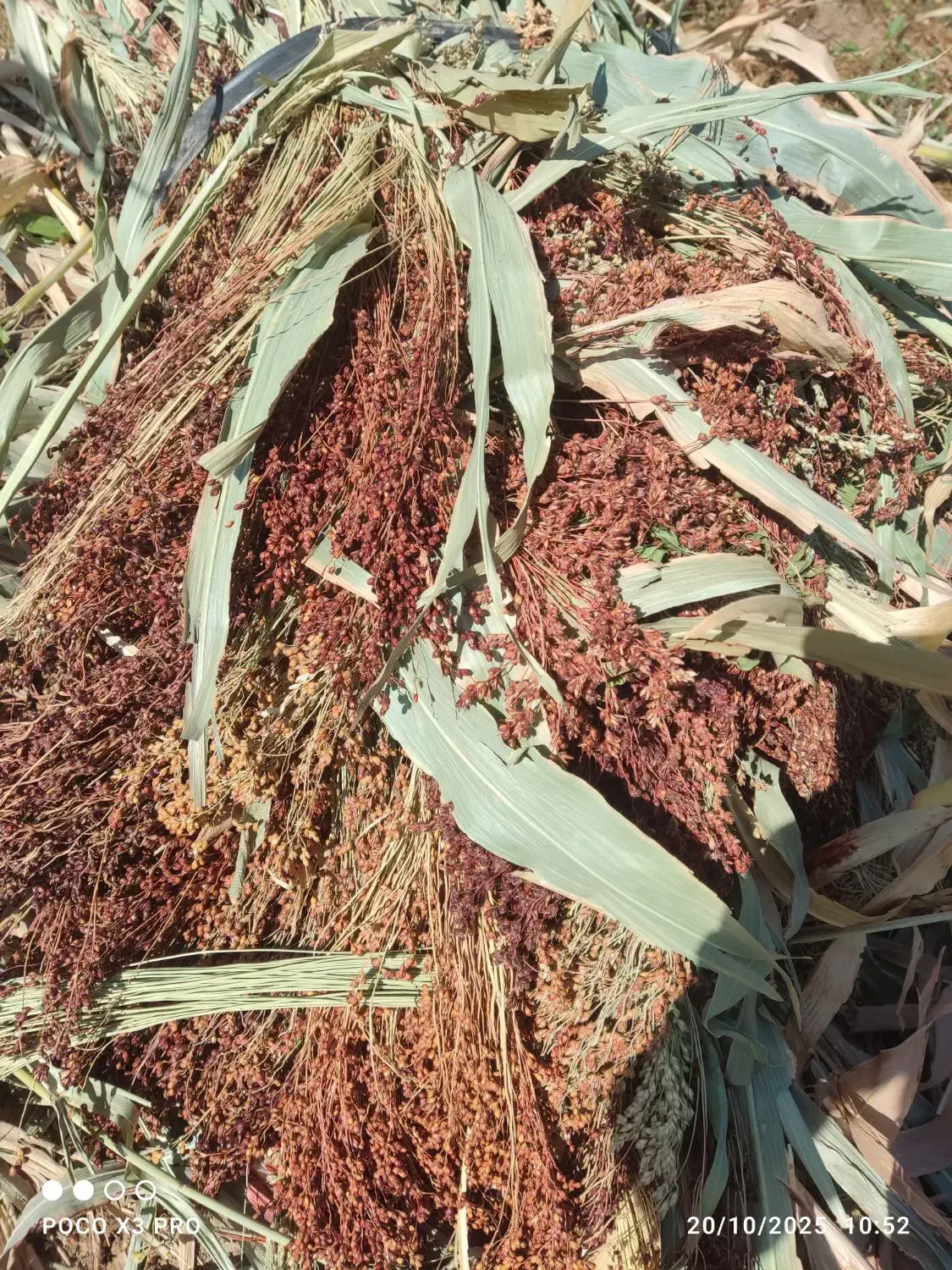 محصولات کشاورزی|لوازم نظافت|زنجان, |دیوار