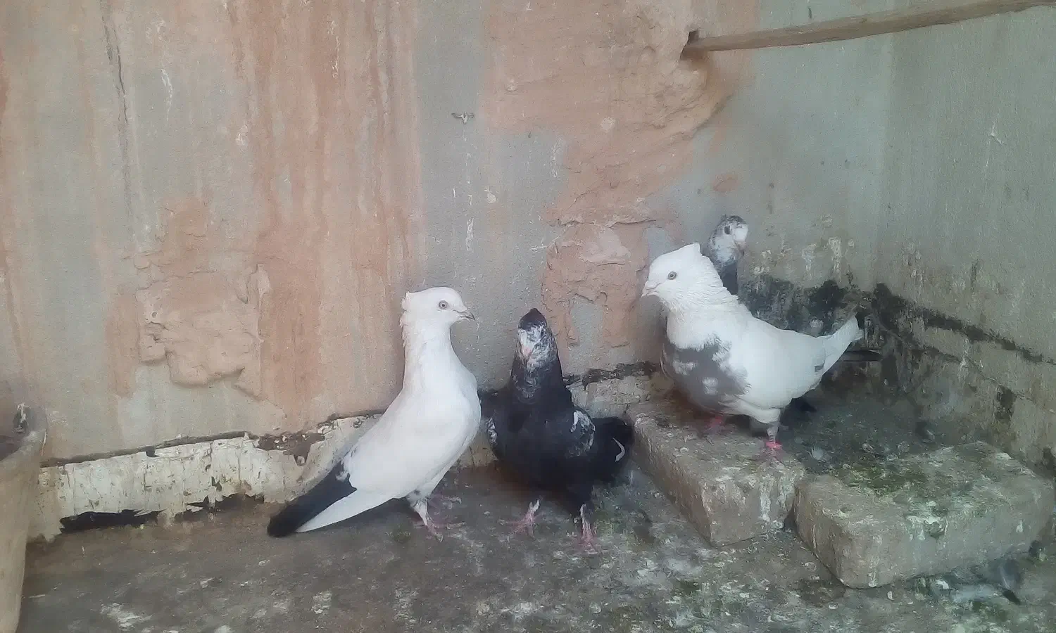 کبوتر اصلی|پرنده|روداب, |دیوار