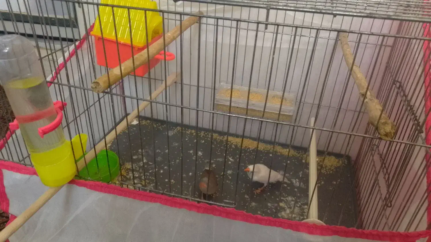 دوعدد فنج دانه ای ۱۵۰|پرنده|هرسین, |دیوار