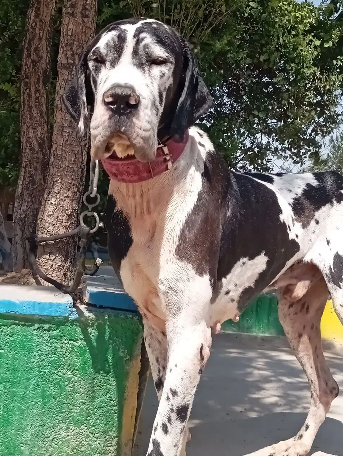 گریت دین نر ۱ ساله ، ژرمن بلک نرو ماده بالغ|سگ|کرج, چمن|دیوار