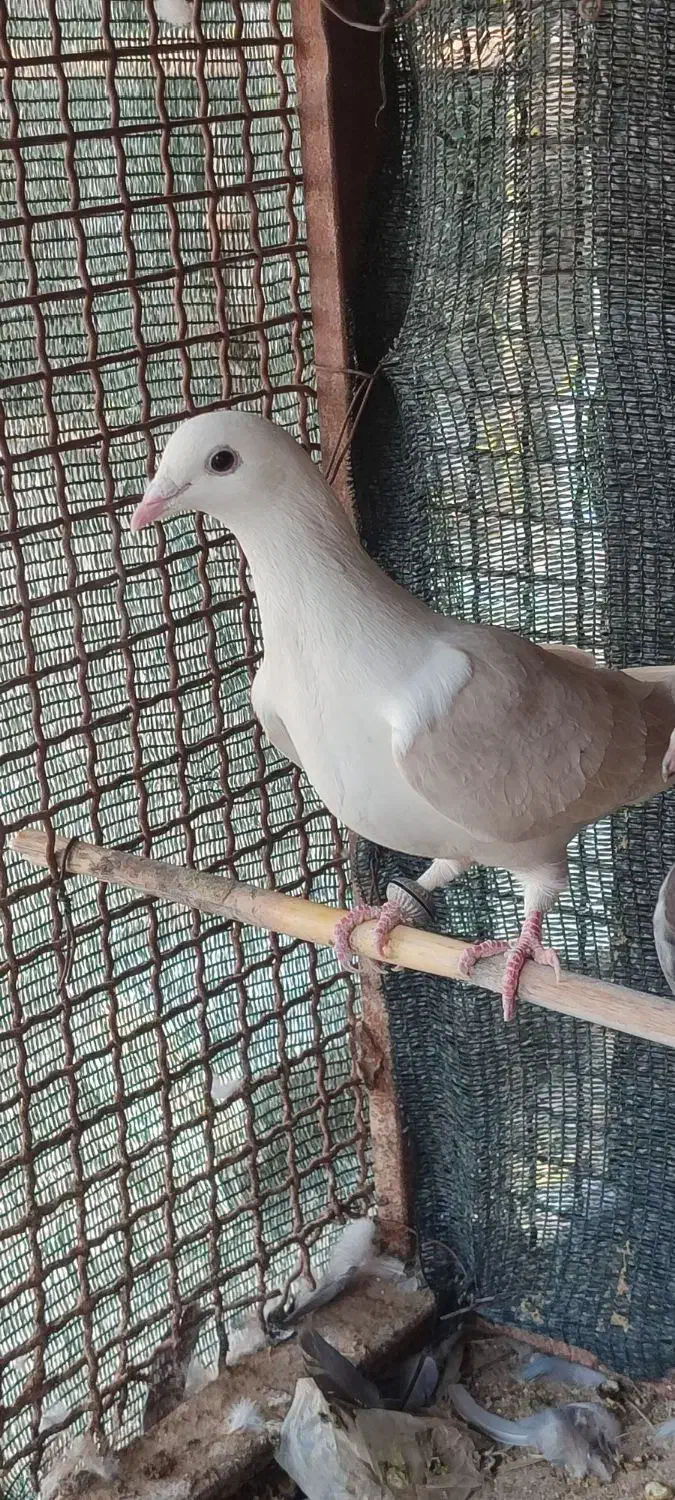 کبوتر پشتی|پرنده|خفر, |دیوار