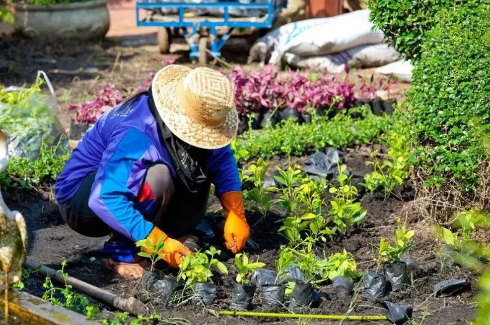 خدمات باغبانی باغچه کاری گلکاری درختکاری خاک گلدون|خدمات باغبانی و درختکاری|تهران, هروی|دیوار