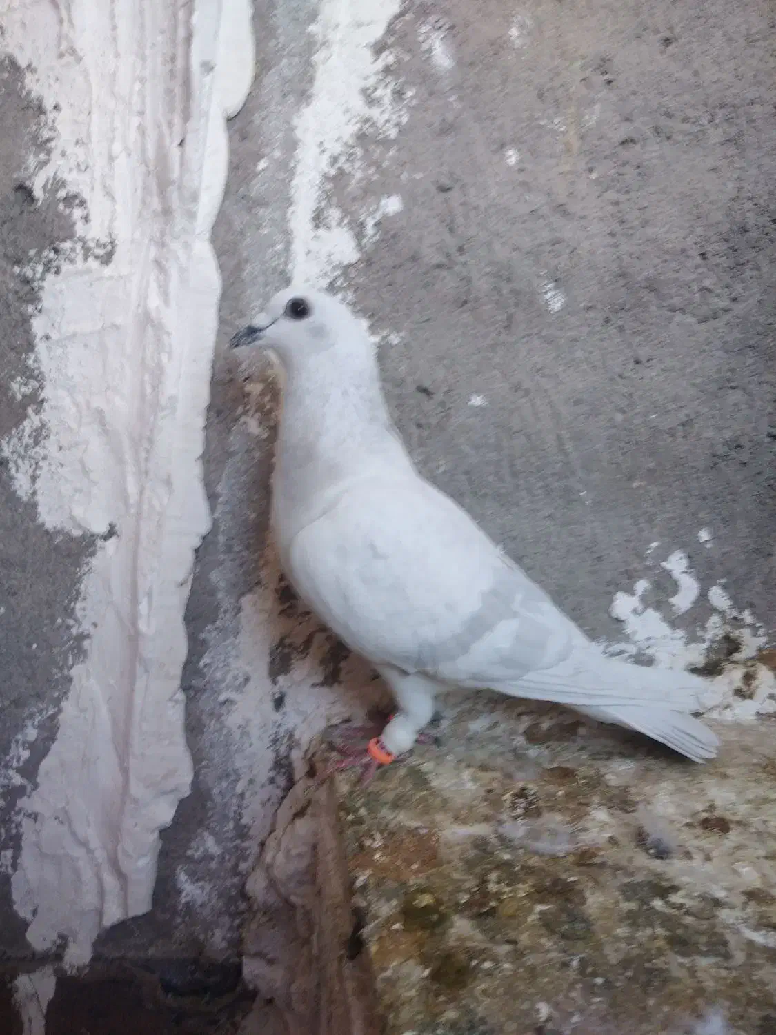 6تا گرفتنی|پرنده|تربت‌حیدریه, قائم|دیوار