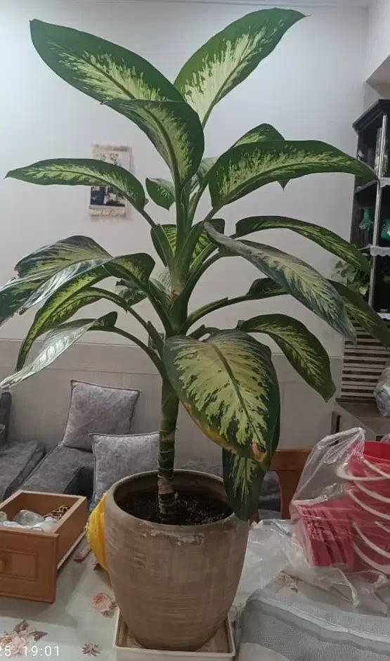 گل دیفن|گل و گیاه طبیعی|یزد, |دیوار