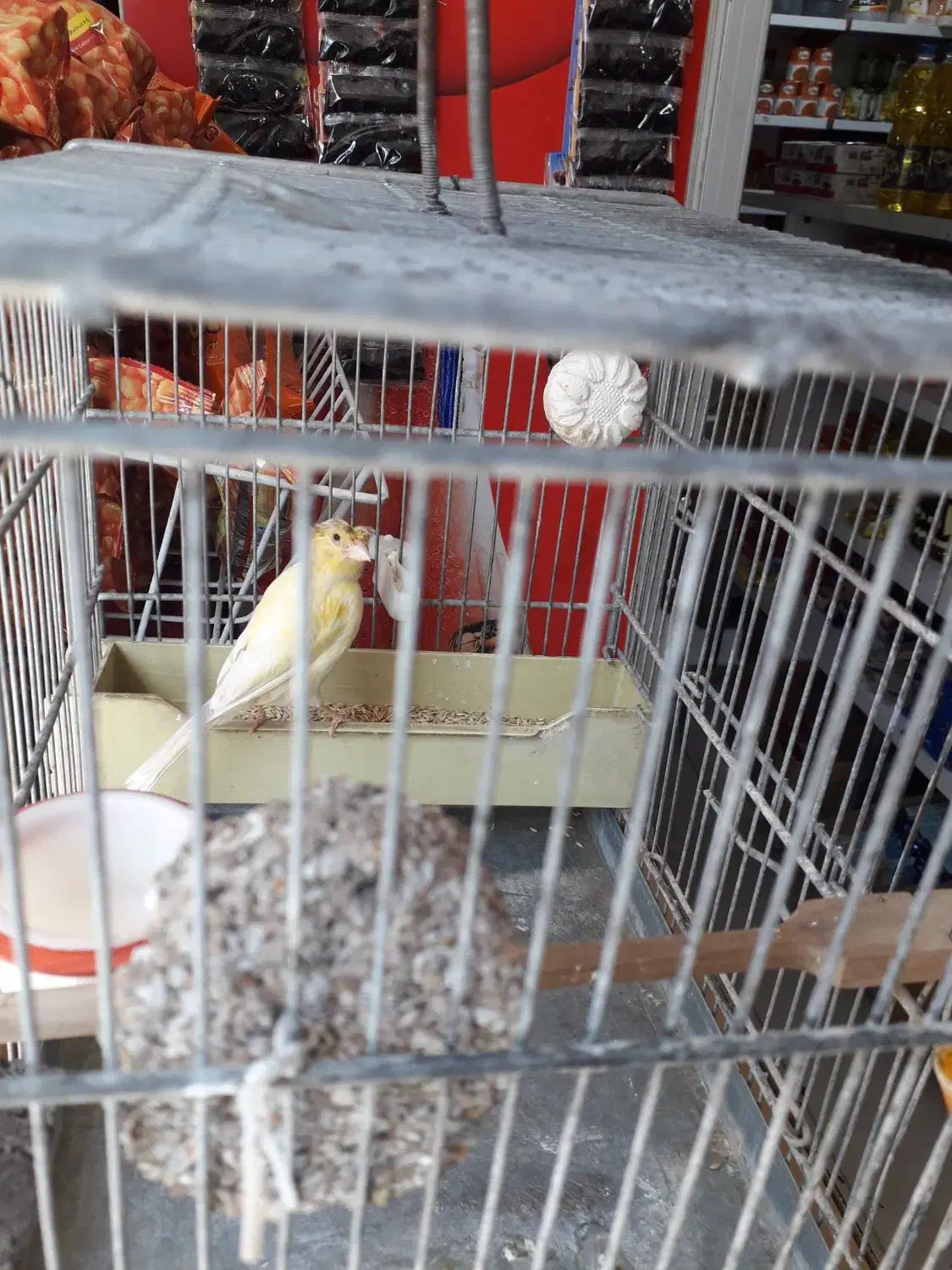 قناری ماده|پرنده|اهواز, پردیس|دیوار