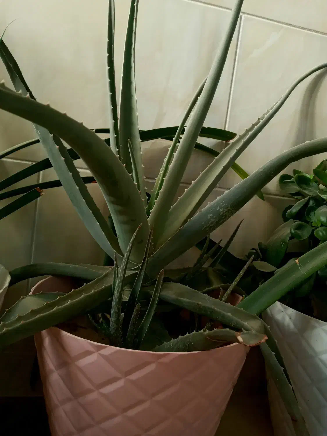 گل آلوئه ورا|گل و گیاه طبیعی|اراک, |دیوار