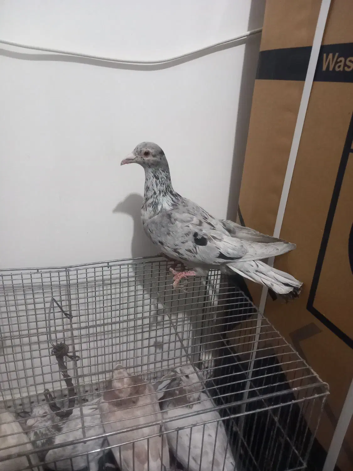 یک جفت خال سرکی نر|پرنده|لالجین, |دیوار