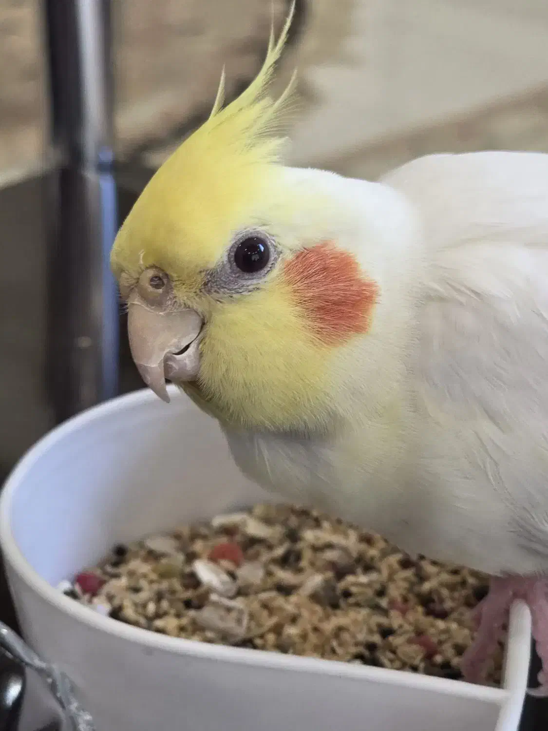 عروس هلندی گمشده|حیوانات|کرج, کوی امامیه|دیوار