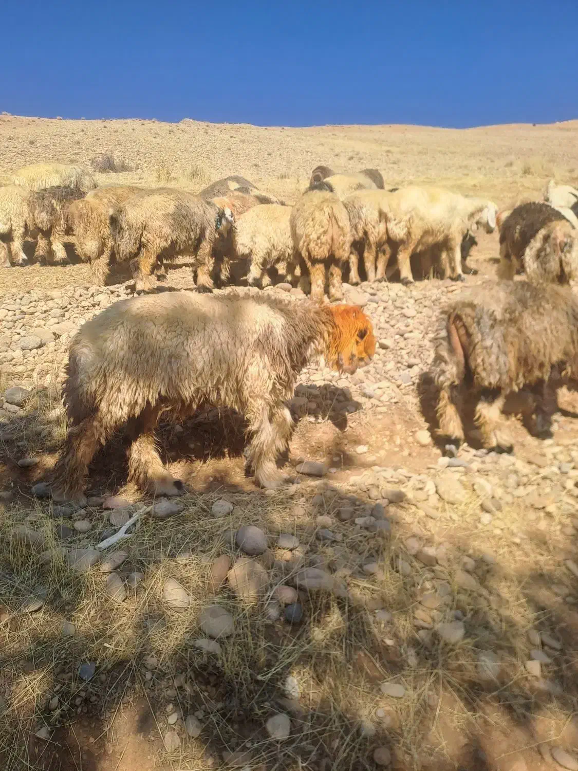 کوه ماده بختیاری|حیوانات مزرعه|اردل, |دیوار