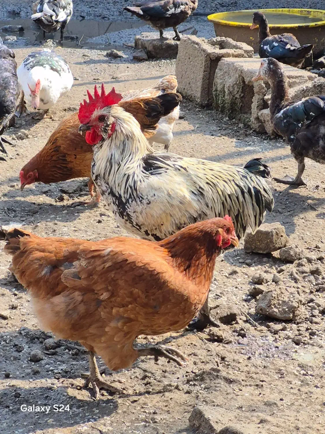 مرغ و خروس|حیوانات مزرعه|رشت, کوی قدس|دیوار