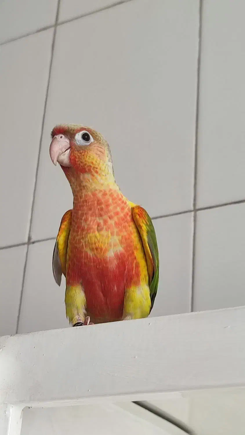 گرینچیک دستی اهلی سخنگو دبل رد قرمزی و کیفیت بالا|پرنده|بیرجند, |دیوار