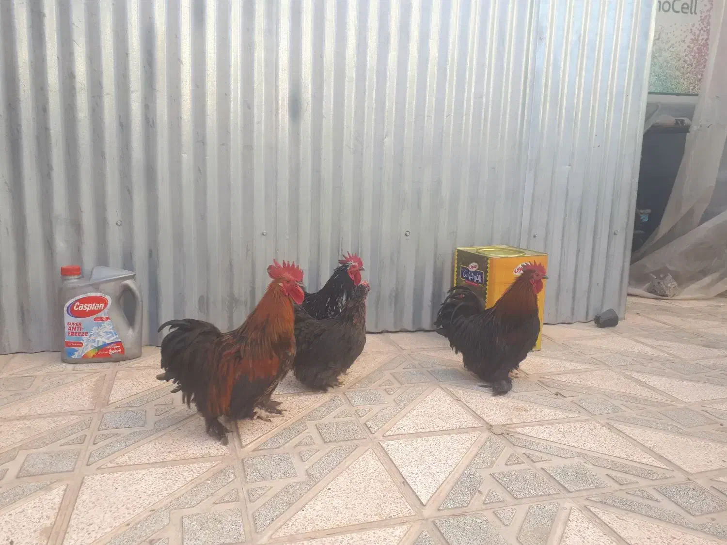 ۳ سه بابا 3 تا مرغ و خروس کوشین خیلی زیبا تخم گذار|حیوانات مزرعه|شهریار, شهریار|دیوار