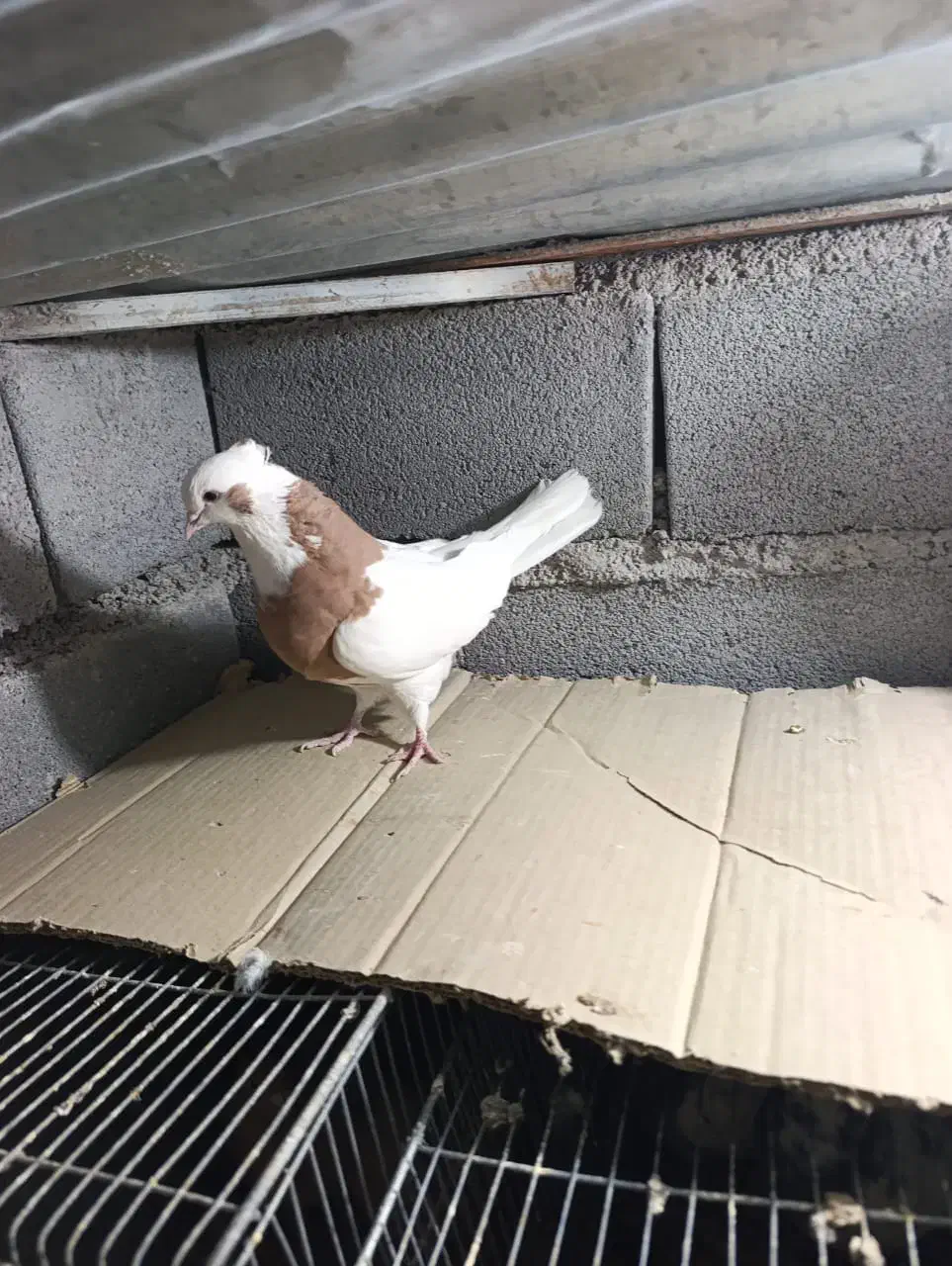 کبوتر طاووسی و طوقی|پرنده|شیراز, رکنآباد|دیوار