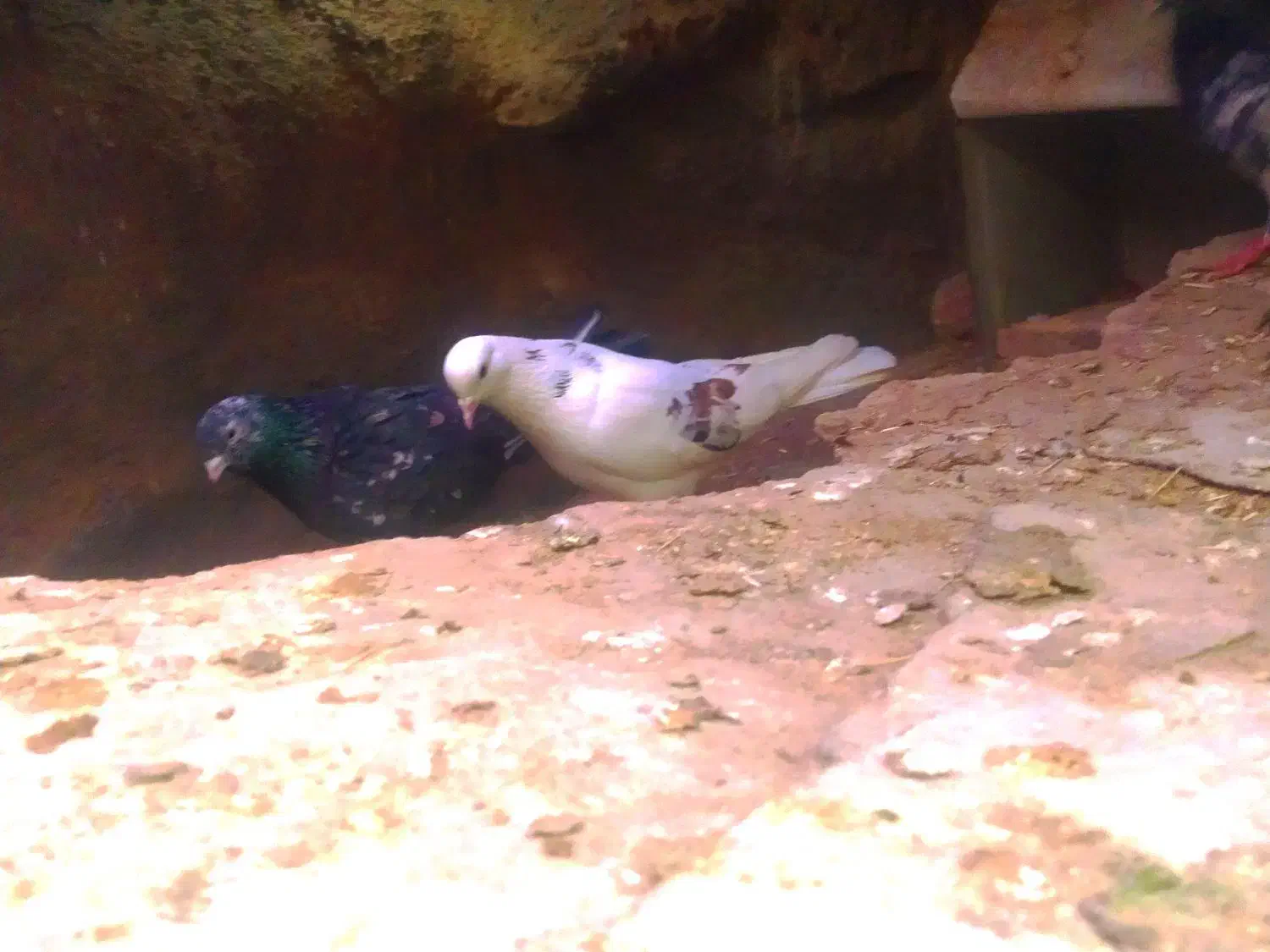 کاکلی پاپر|حیوانات|محلات, |دیوار