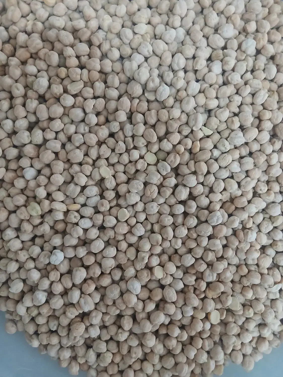 نخود|خوردنی و آشامیدنی|ملایر, |دیوار