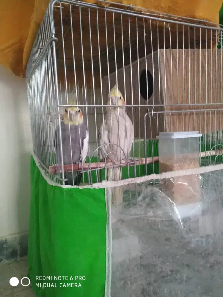 یک جفت عروس هلندی مولد|پرنده|رودهن, |دیوار