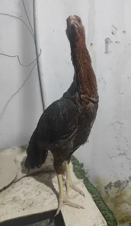 مرغ لاری - جوجه بلدرچین کوهی - جوجه بوقلمون|حیوانات مزرعه|اصفهان, ستار|دیوار