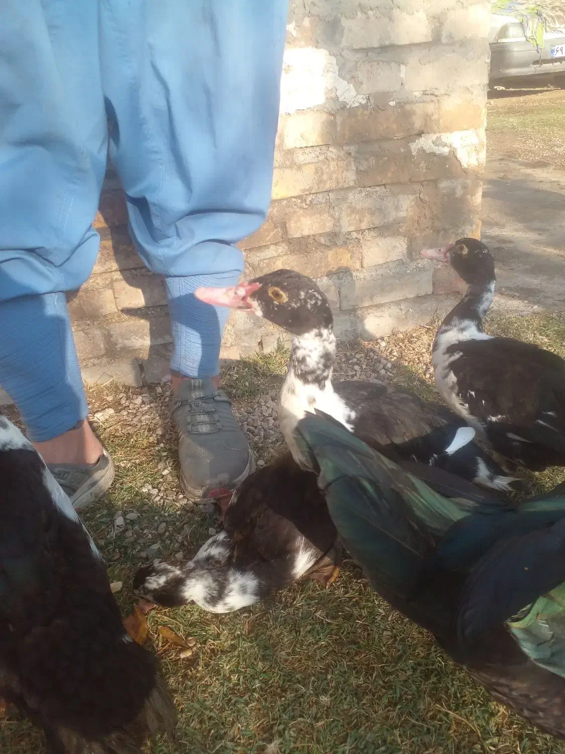 اردک اسراییلی|حیوانات مزرعه|گنبد کاووس, |دیوار