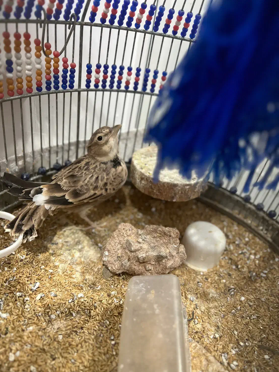 طرقک(سهره خاکی)  بخوان و دستی و آرام|پرنده|ساوه, |دیوار