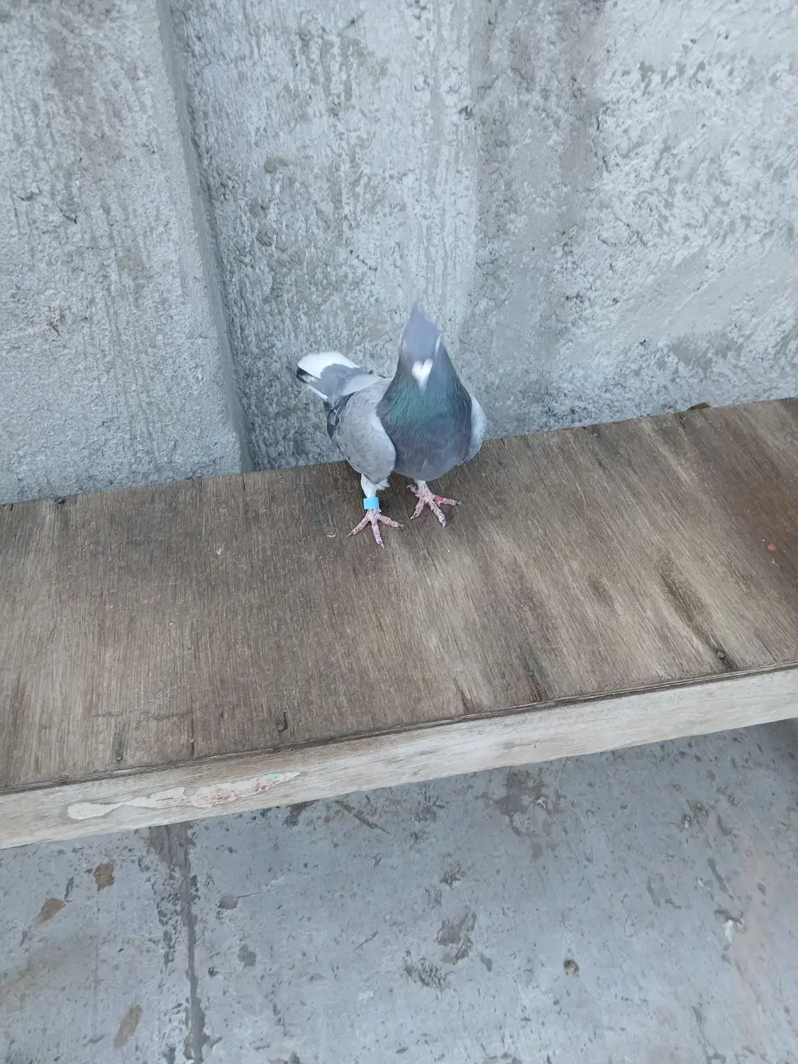 فروش 11عدد کبوتر پرشی گرفتنی|پرنده|سراب, |دیوار