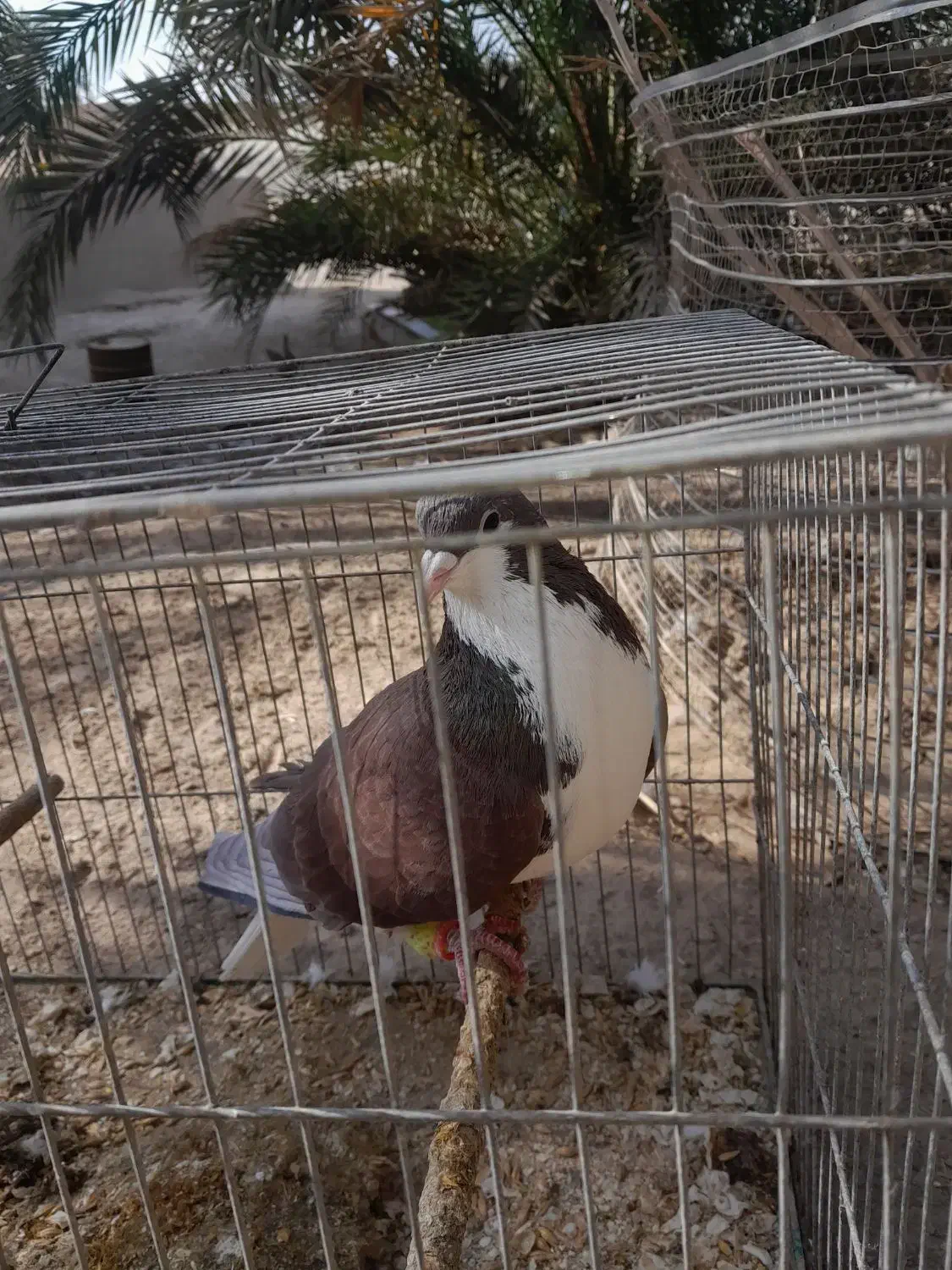 خوشرنگ|پرنده|برازجان, |دیوار