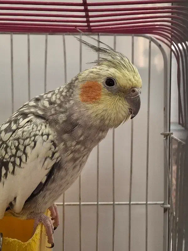 عروس هلندی نر و ماده|پرنده|پاکدشت, پاکدشت (مامازند)|دیوار