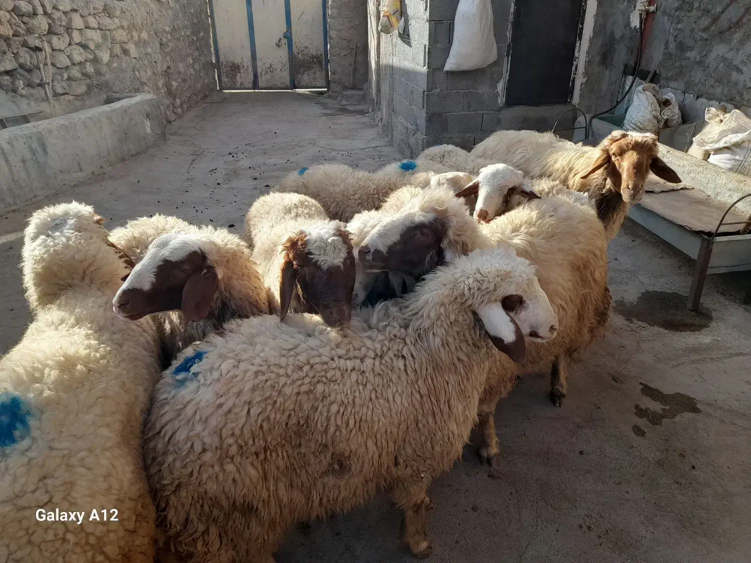 کاور سنجابی ده راس پوشی|حیوانات مزرعه|روانسر, |دیوار