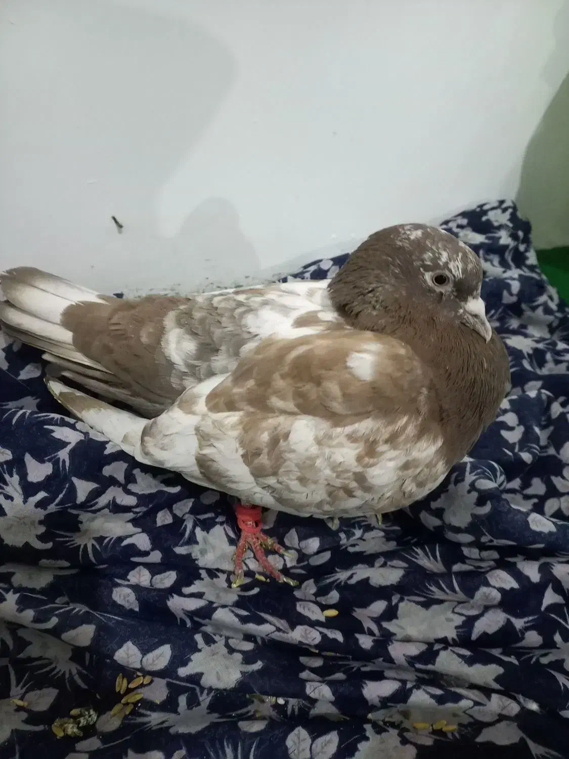 کبوتر|پرنده|مشهد, کوشک مهدی|دیوار