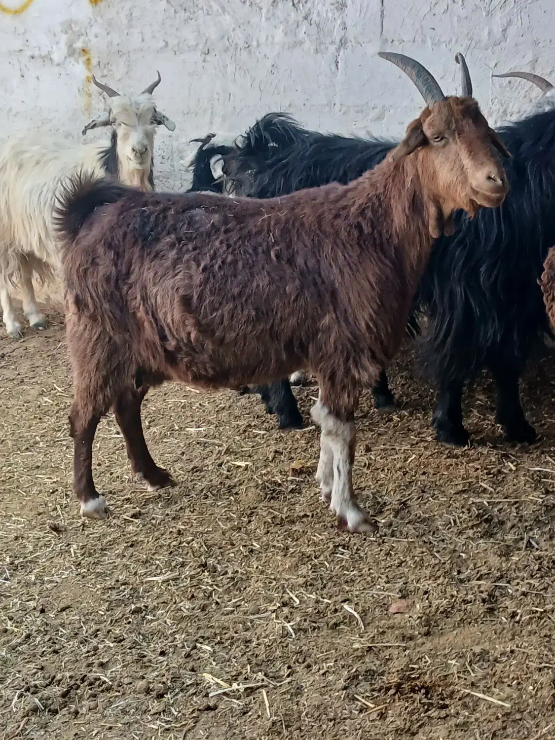 بز دورگ آبستن رو مایه دوقلو زا|حیوانات مزرعه|مرودشت, مختارآباد|دیوار