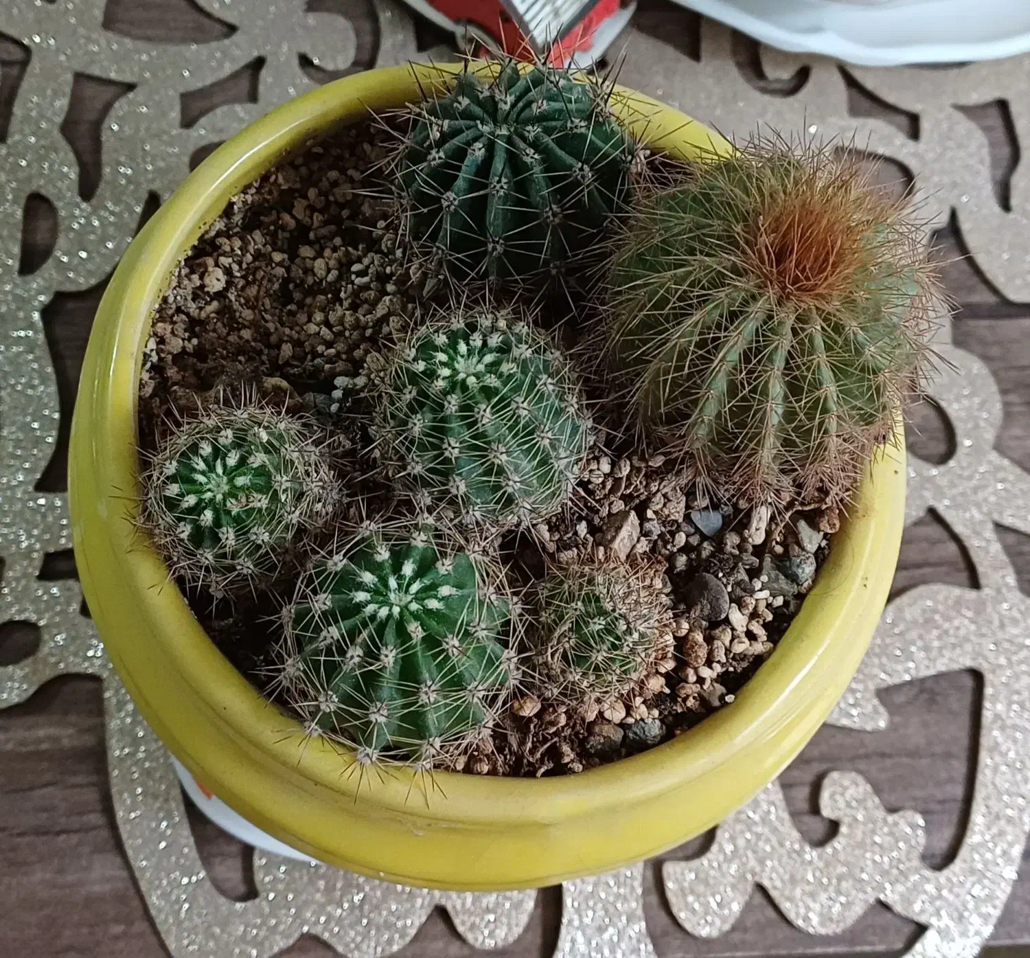 گل کاکتوس سالم|گل و گیاه طبیعی|خمینی‌شهر, |دیوار