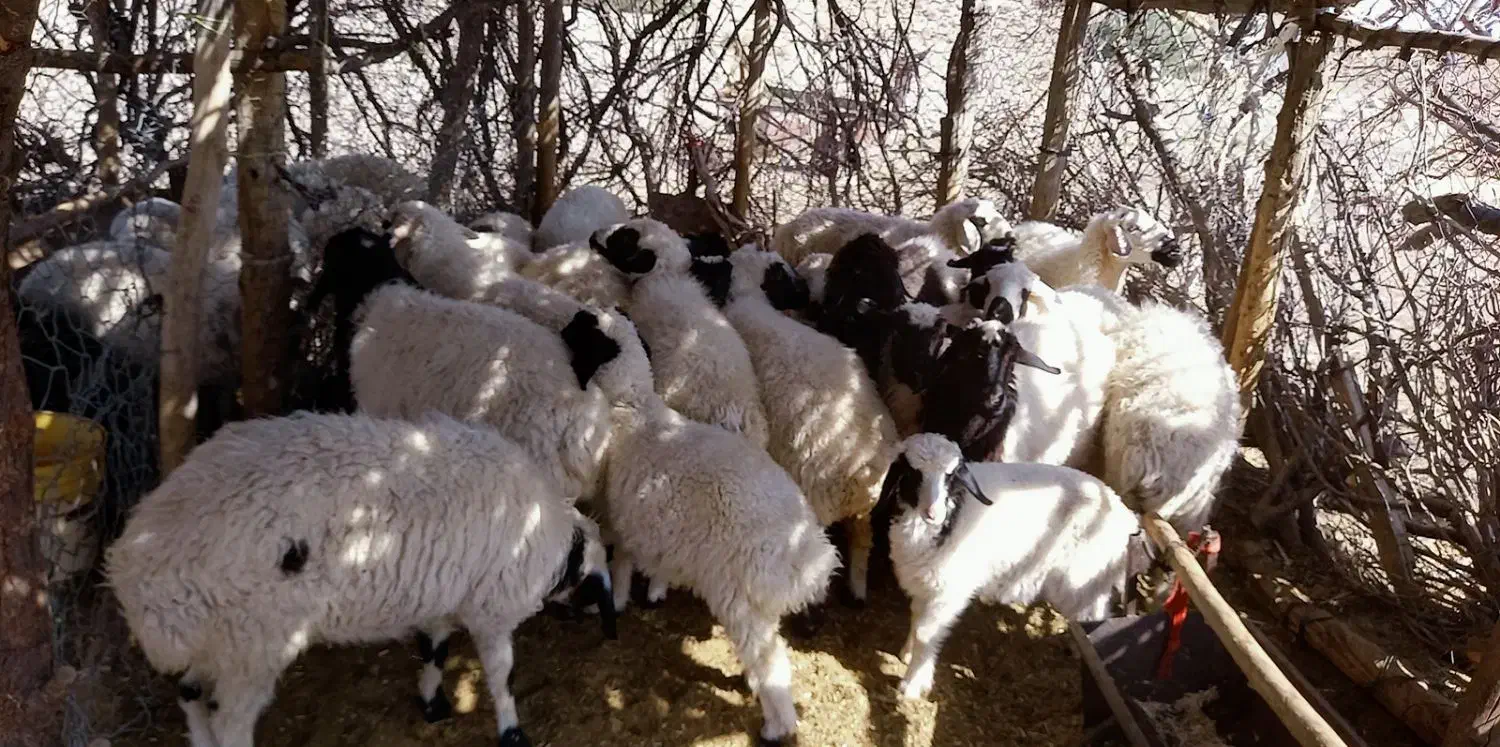 میش وبره|حیوانات مزرعه|بافت, |دیوار