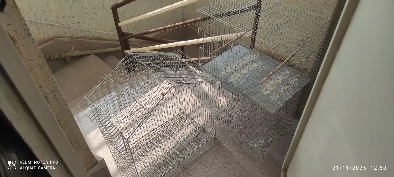 قفس پرنده|لوازم جانبی حیوانات|شاهین‌شهر, شهرک ردانی پور|دیوار