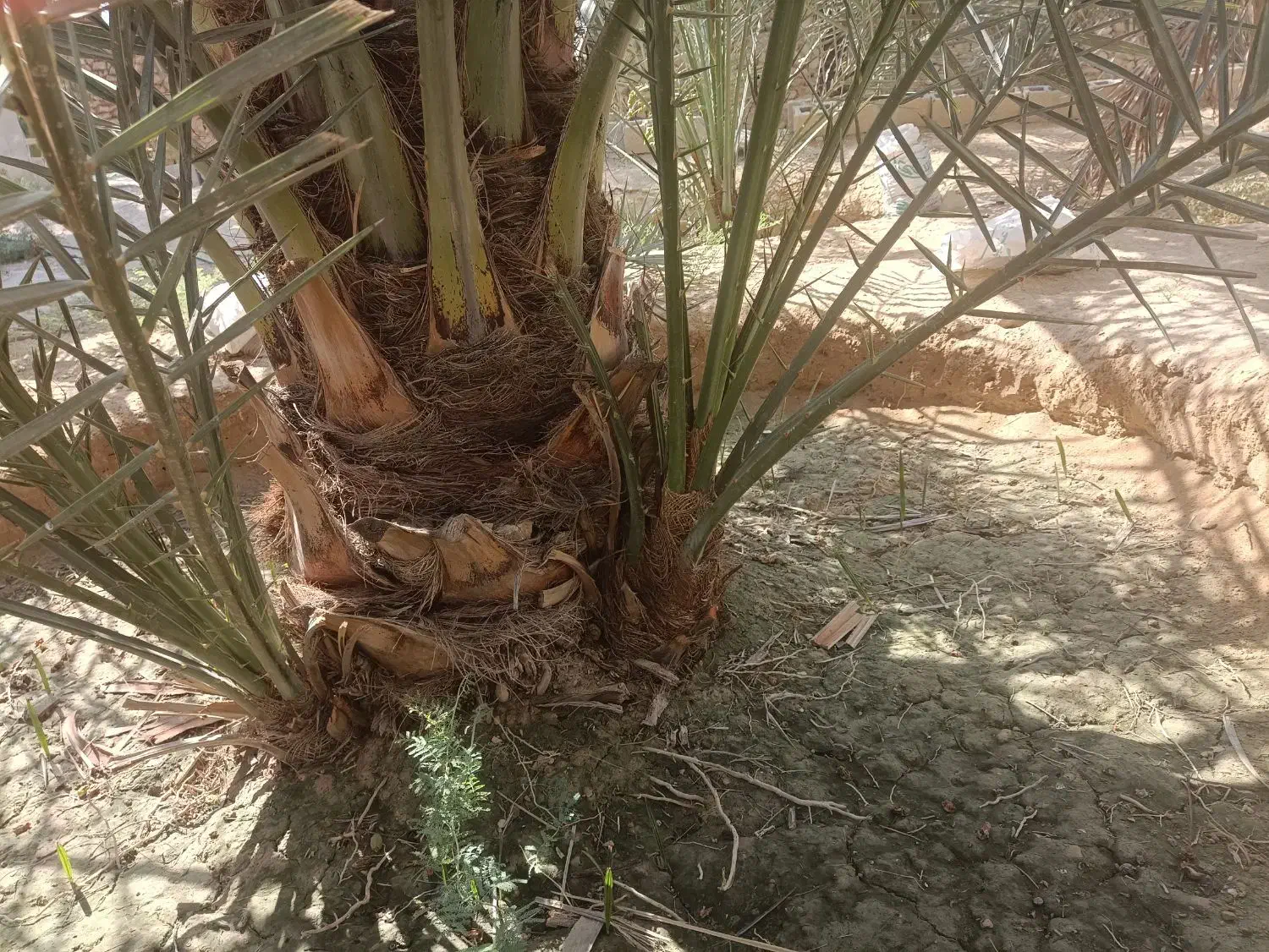 پا جوش نخل محمد خلیلی خورموج روستای عربی|گل و گیاه طبیعی|خورموج, |دیوار