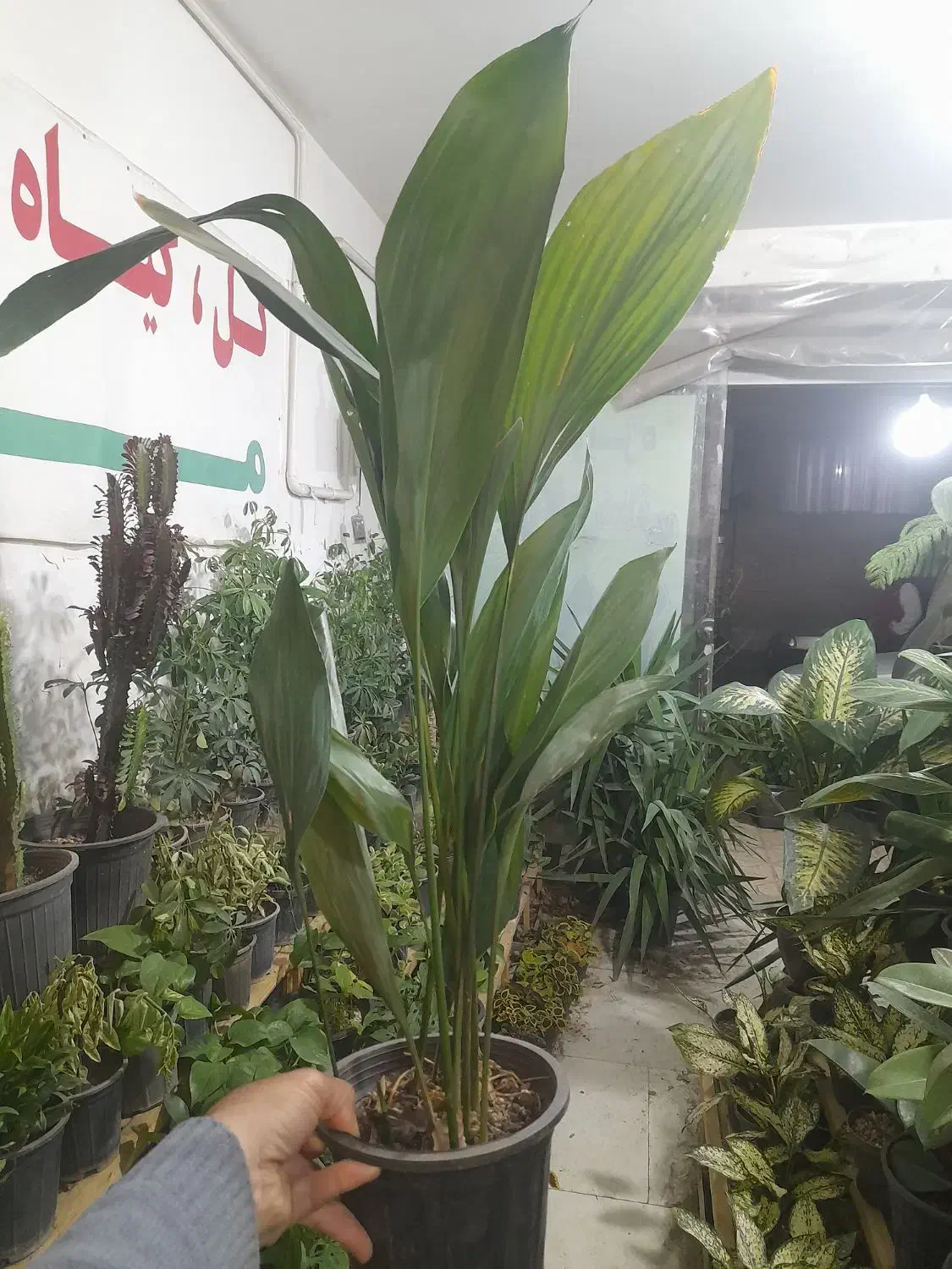 گیاه گلدان چی میخوای تعویض با انواع کاغذیجات باطله|گل و گیاه طبیعی|مشهد, شفا|دیوار