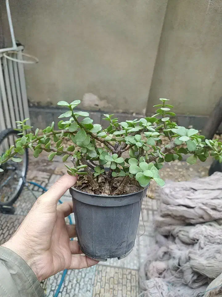 باغستان رز|گل و گیاه طبیعی|کاشان, فاز ۱ ناجی آباد|دیوار