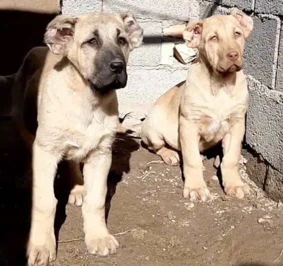 توله سرابی دو ماهه|سگ|تهران, تهرانپارس شرقی|دیوار