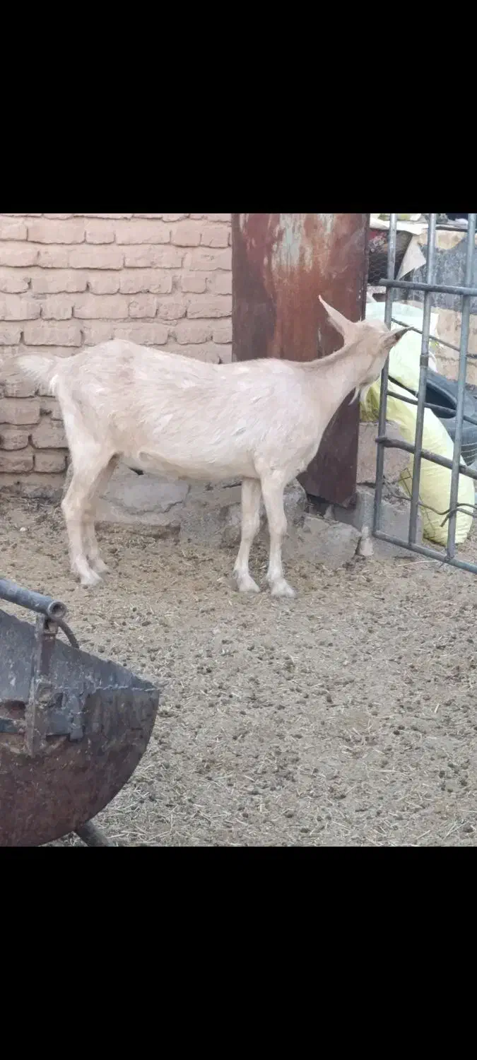 بز سانن اصل آبستن سه کیلو شیر|حیوانات مزرعه|کرمان, |دیوار