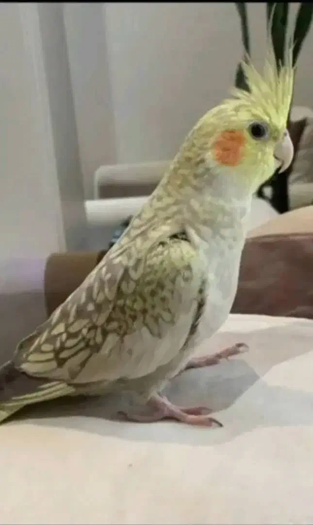 عروس هلندی|پرنده|اصفهان, احمدآباد|دیوار