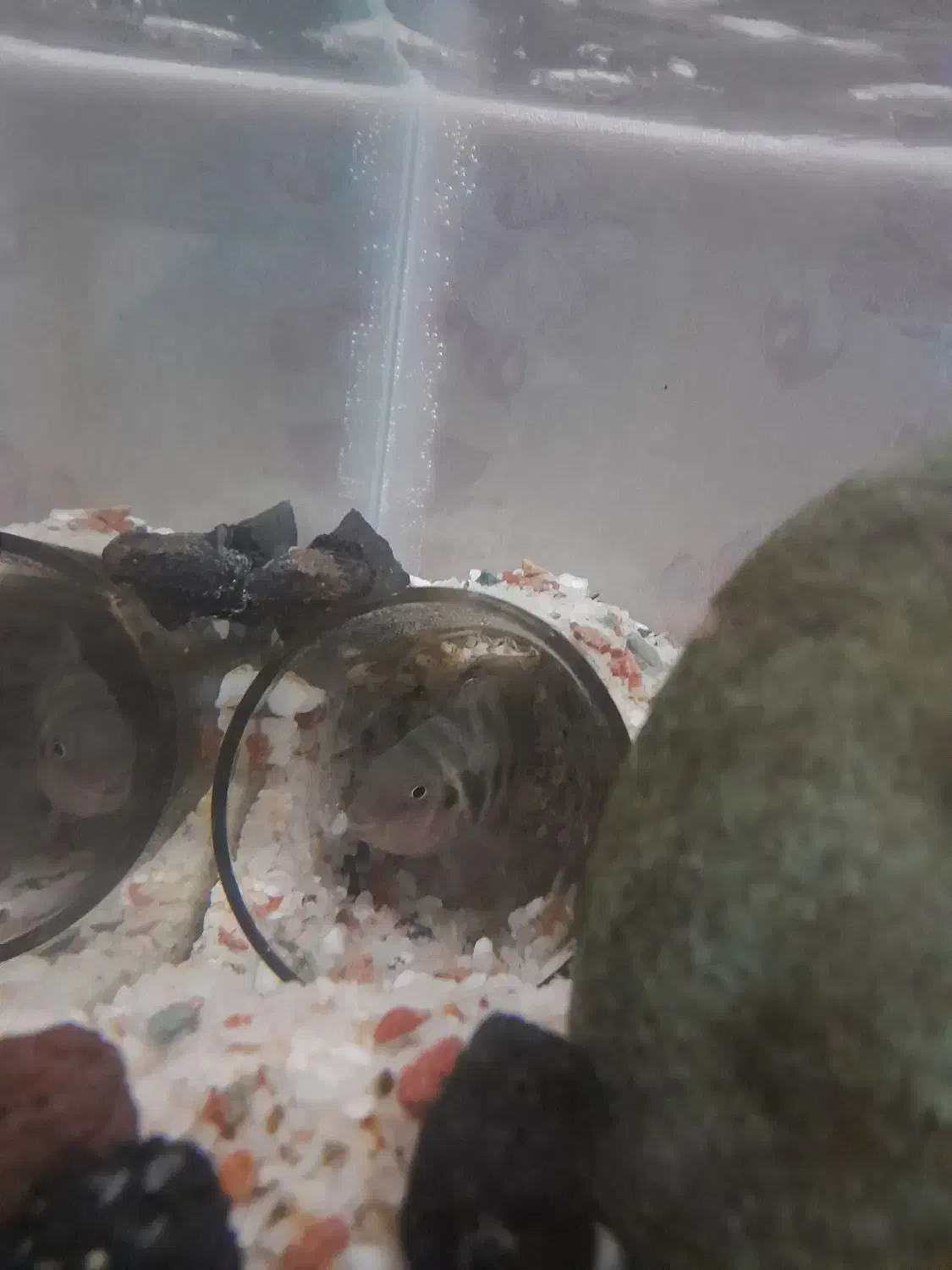 اکواریم|ماهی|رباط‌کریم, نصیرشهر|دیوار