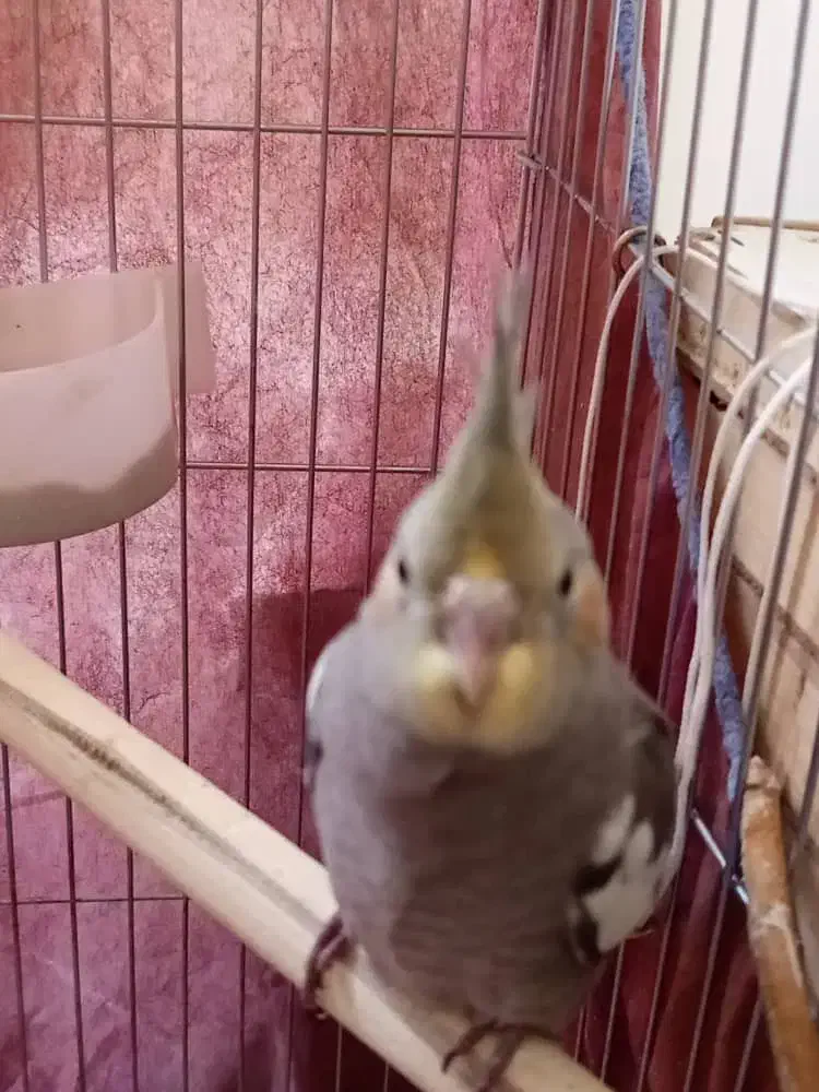 جوجه عروس هلندی|پرنده|کرج, شهرک امام رضا (ع)|دیوار