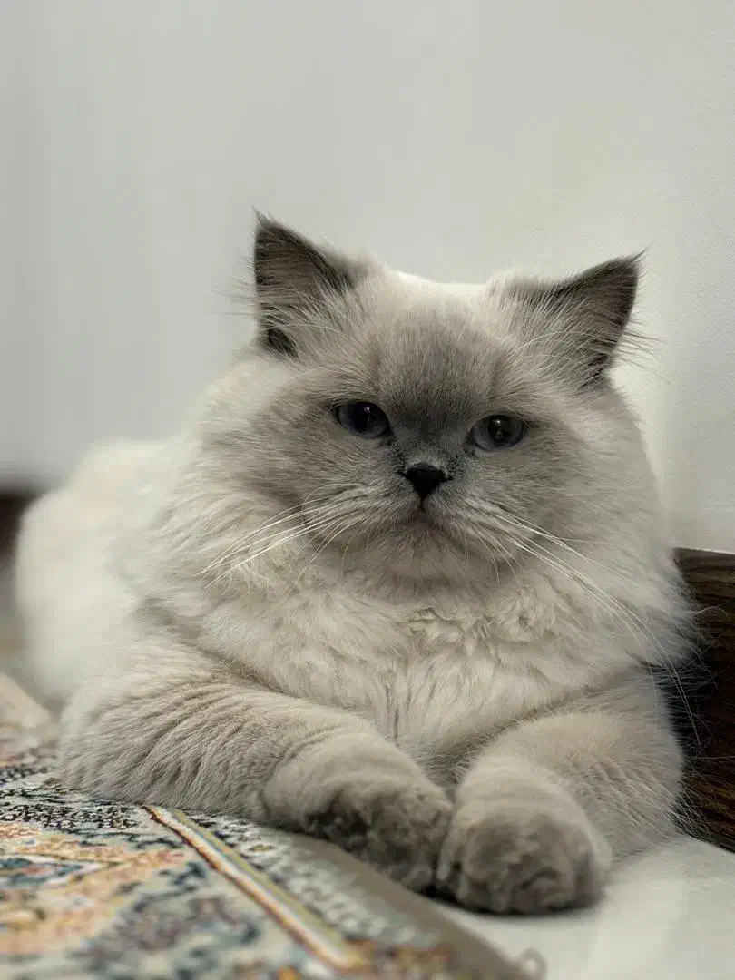 میکس بریتیش پرشین|گربه|ری, دولتآباد|دیوار