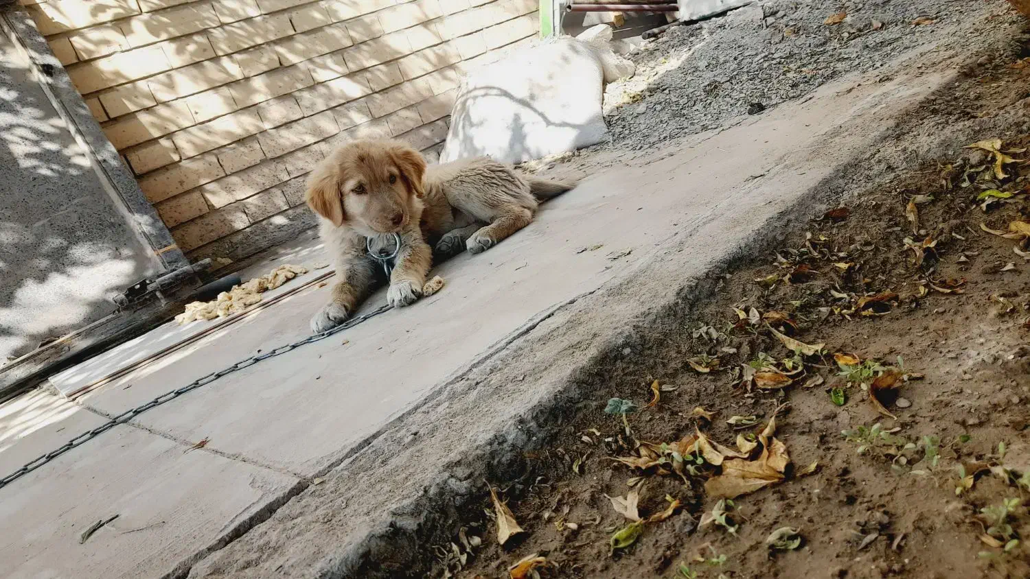 سگ فروشی|سگ|زاهدان, |دیوار